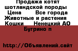 Продажа котят шотландской породы › Цена ­ - - Все города Животные и растения » Кошки   . Ненецкий АО,Бугрино п.